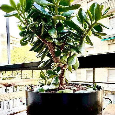 Maison D'or - Via Cecchi